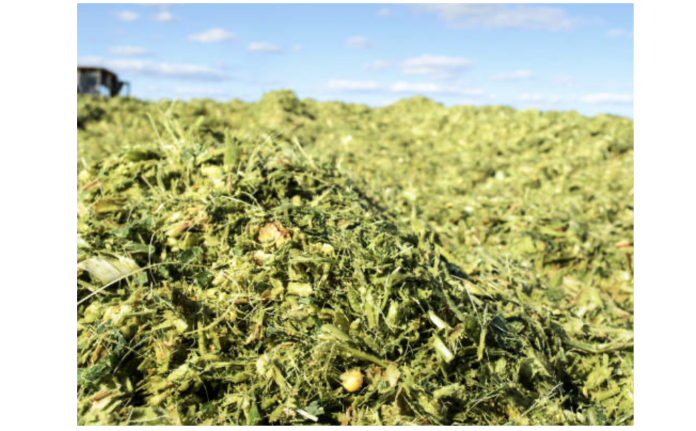 Evaluating Corn Silage as a Winter Feed Option for Beef Cows - Beef Web