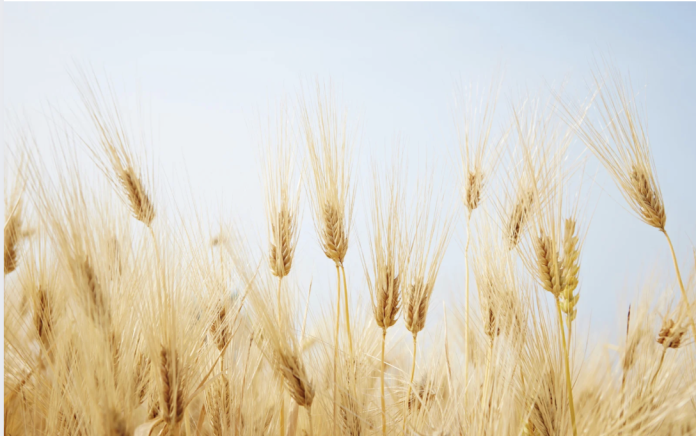 AI Technology Matches DNA Testing for Barley Variety Identification