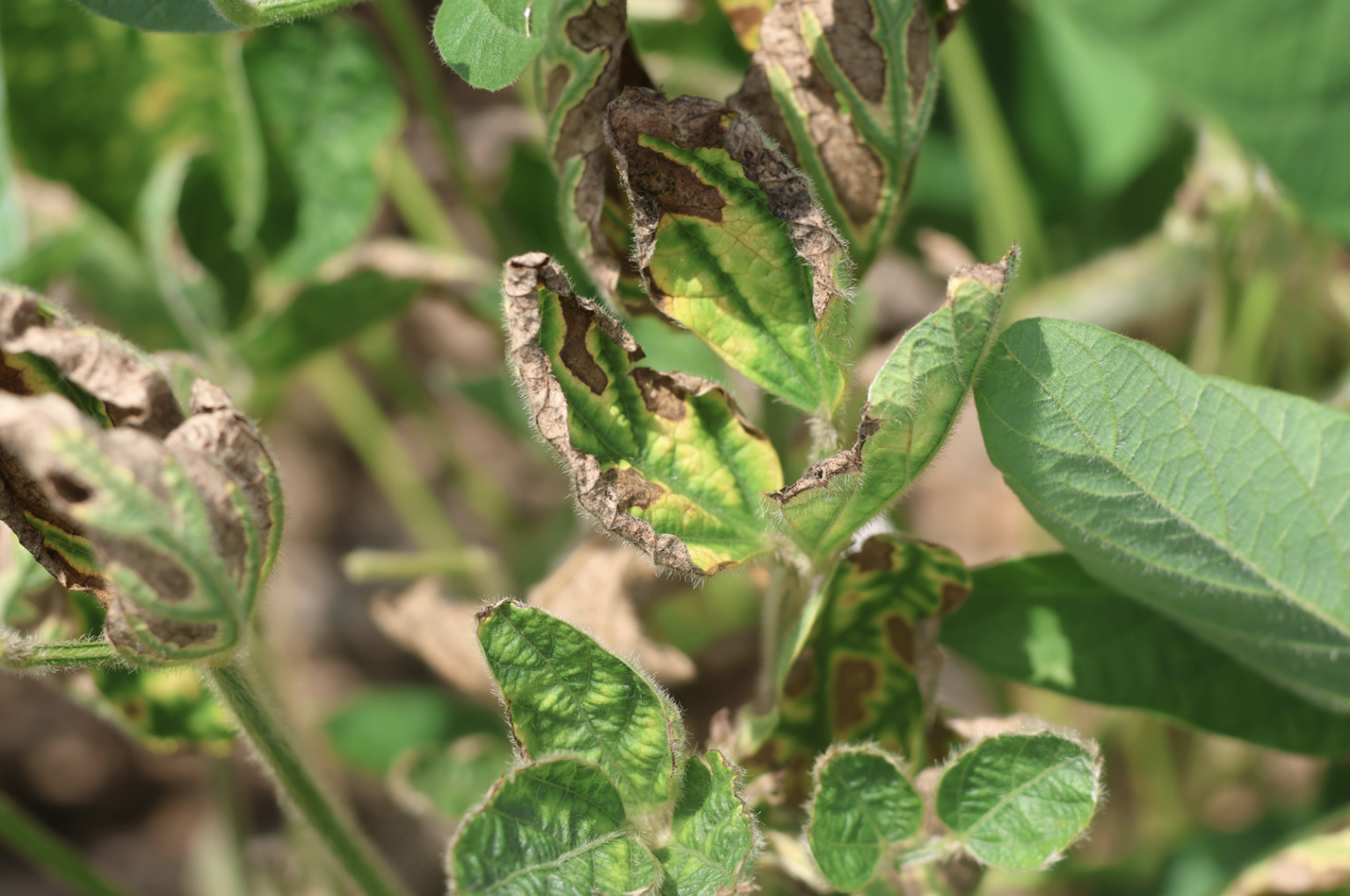 Red Crown Rot: A Growing Threat to Soybean Production - Dairy Producer