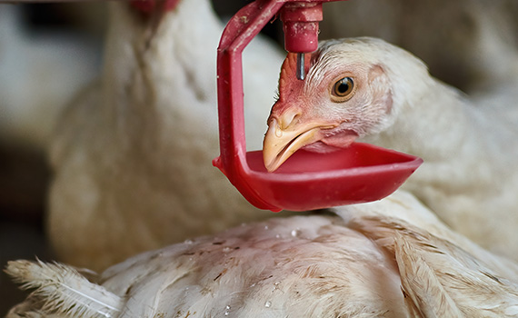 Technology and Precision Farming Reshape the Future of Poultry Production