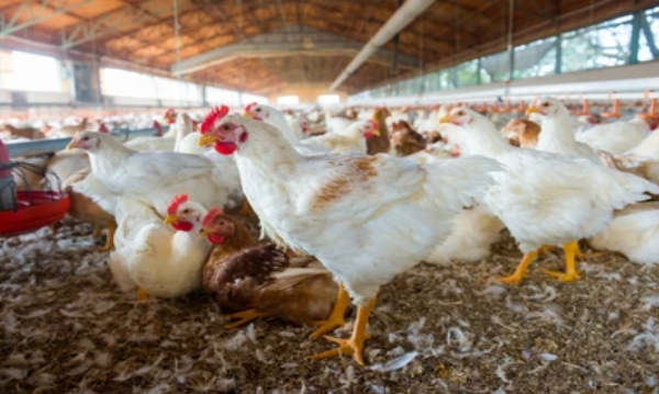 NFU Says Planning Delays Are Holding Back Growth in UK Poultry Sector