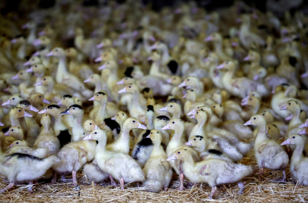 France Raises Bird Flu Alert to 'High' Following New Cases - Poultry ...