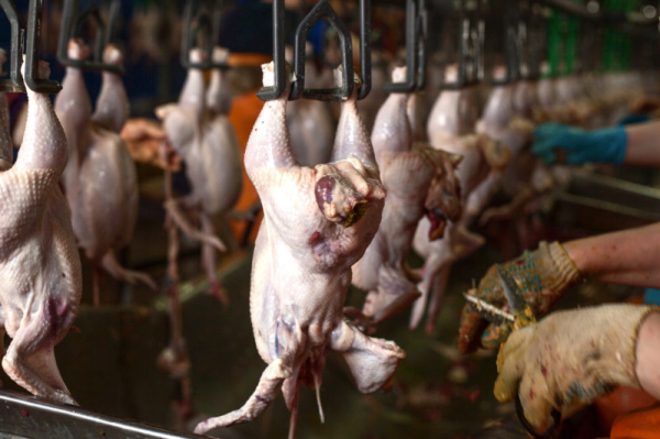 The Rise of AI in Poultry: Smarter Tools for Health, Welfare and Production