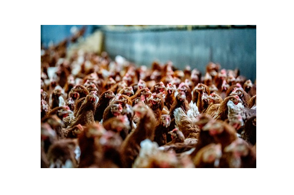 Miller Poultry Announces $90 Million Expansion of Ohio Processing Plant