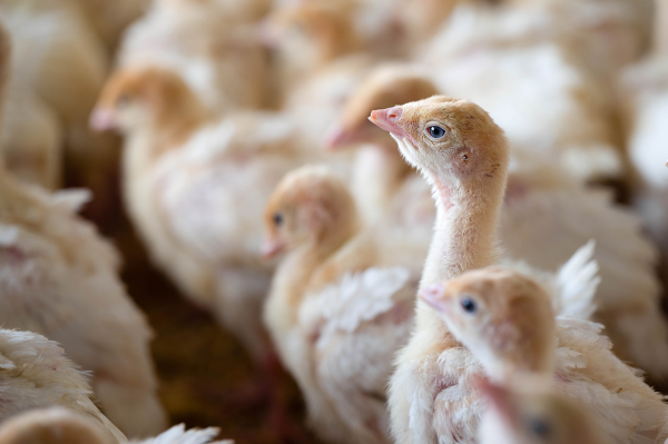 Alerts Issued as Fresh HPAI Outbreaks Spread Through Five States and ...