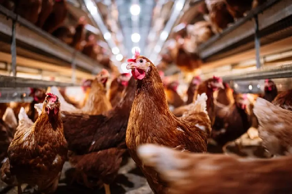 Researchers Explore Natural Disease Resistance as New Weapon Against Avian Influenza