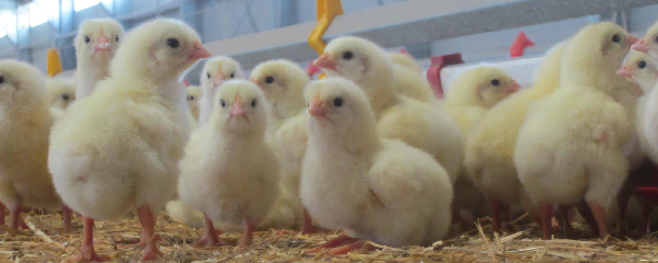 U.S. Broiler Egg Sets Rise as Chick Placements Hold Steady