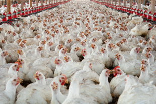 Rising Trends Suggest Higher Broiler Chicken Output in 2024 - Poultry ...