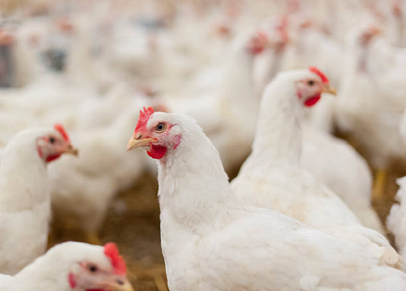 October 2024 Sees Growth in U.S. Poultry Production, Boosted by Chicken ...