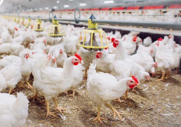 December Brings New CFIA Requirements for Poultry Imports - Poultry ...