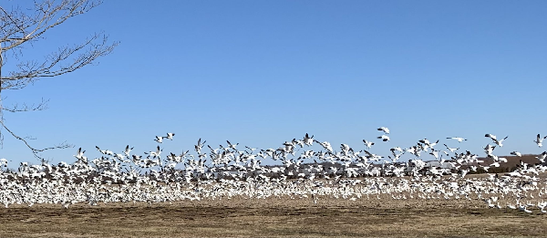 Snow Geese Test Presumptive Positive for Avian Influenza; Delaware ...