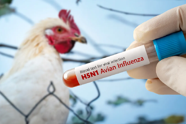 Nearly 40,000 birds will be killed after bird flu detected poultry ...
