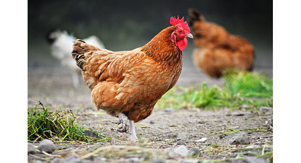 Study Finds Drug-Resistant Campylobacter in Chicken and Pork Products in India