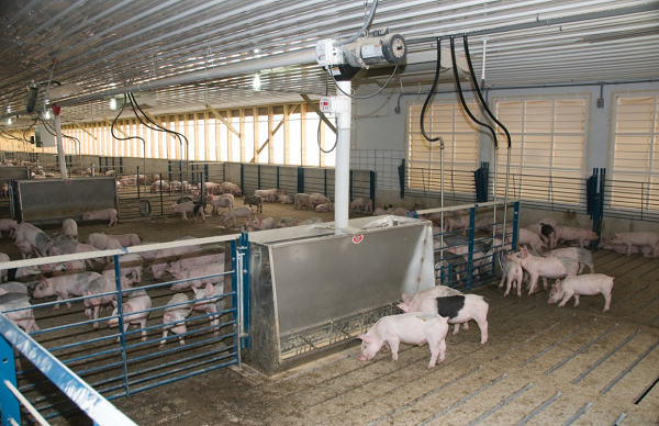 New AP Feed Management System Offers Integrated Solution for Swine ...