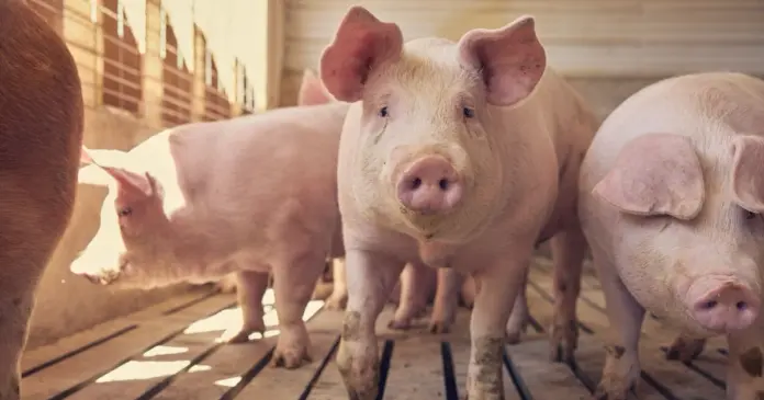 Speculative Fund Selling Pushes CME Lean Hog Futures Back Under the 96-Cent Threshold