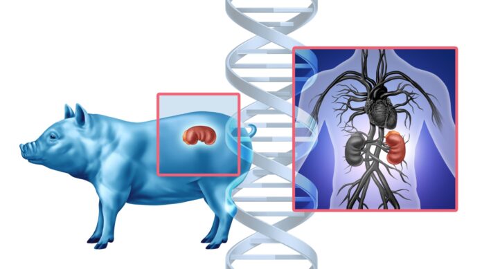 CD163 Gene-Editing Studies Demonstrate Stable Multigenerational PRRSV Resistance Without Performance Loss