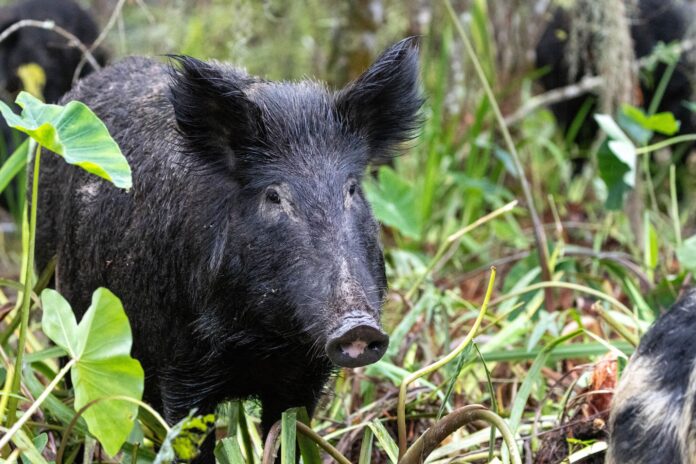 Expanding Feral Swine Range Complicates Eradication Efforts Amid New World Screwworm Threats