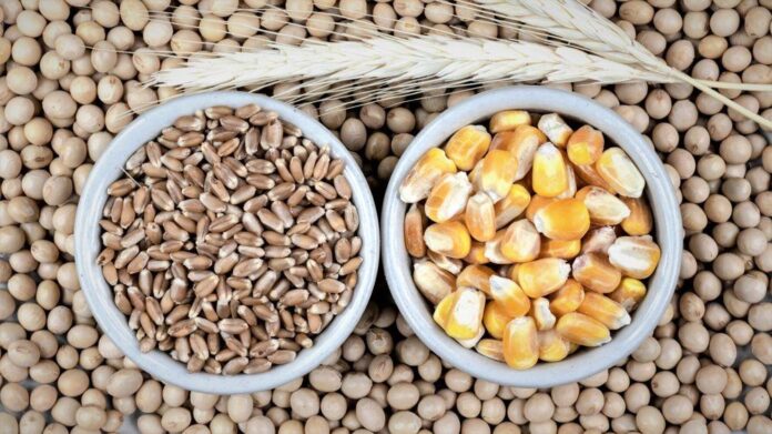 Feed Market Trends: Cheap Grain Meets Growing Supply Risk as Pork Producers Look Toward Fall